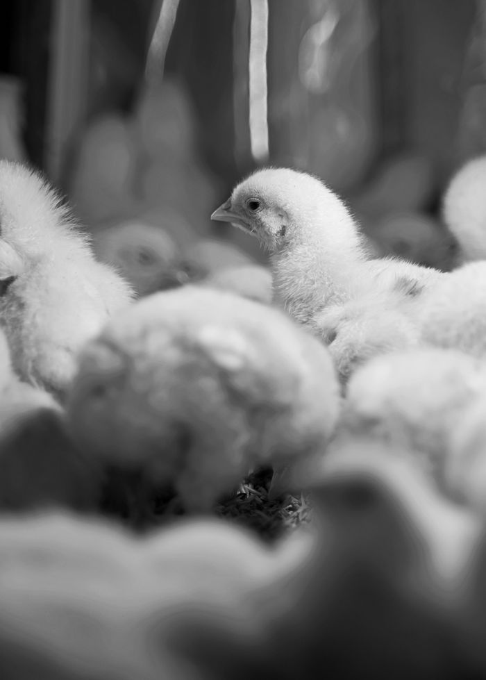 A black and white close-up of cute young chicks in a brooder, showcasing avian life.