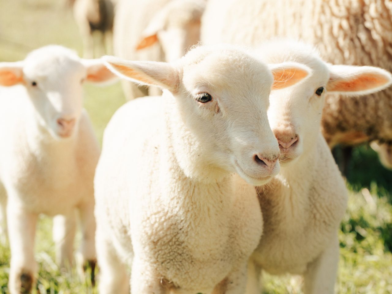 A group of lambs enjoying a sunny day in a green pasture, embodying serenity and pastoral charm.