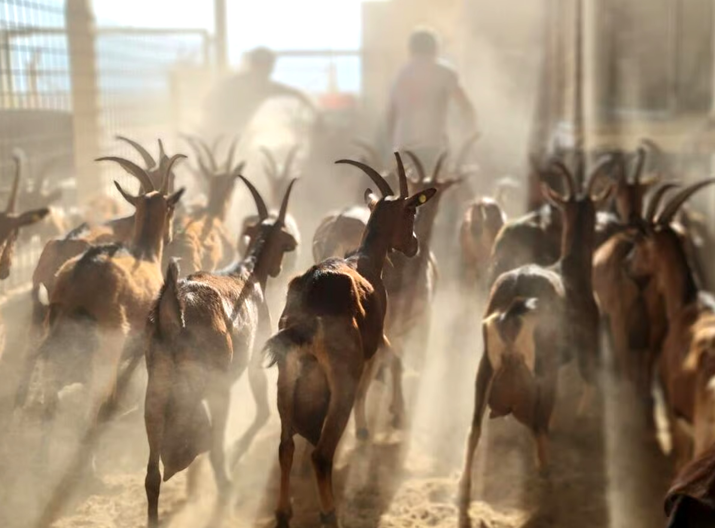 ynet Climate-Proof livestock? Heat-resistant Israeli goats attract growing interest from Europe